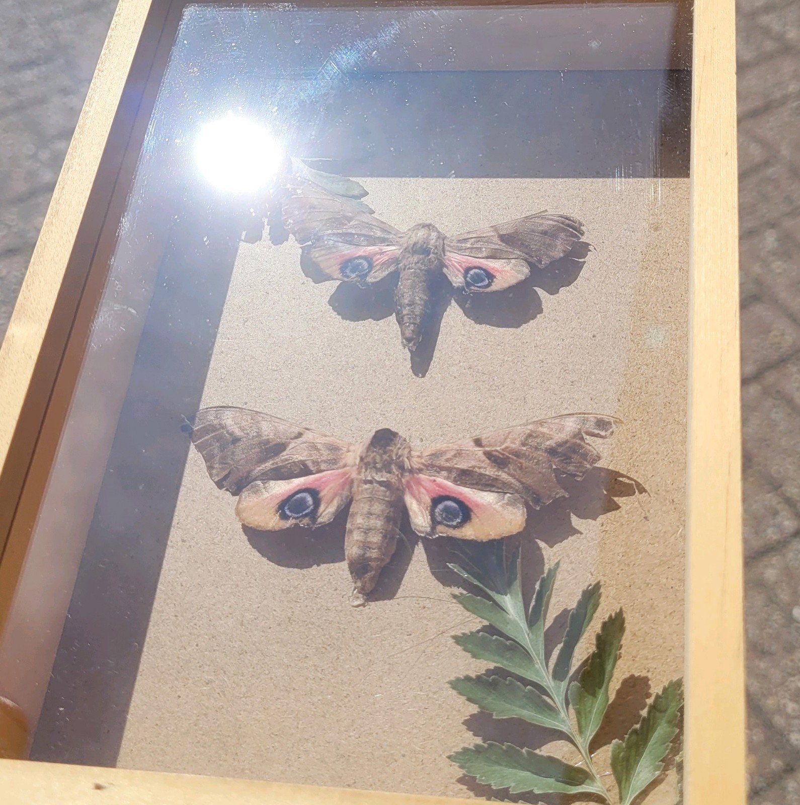 Lijst met 2 pauwoogpijlstaarten, Ophalen of Verzenden, Nieuw, Insect, Opgezet dier