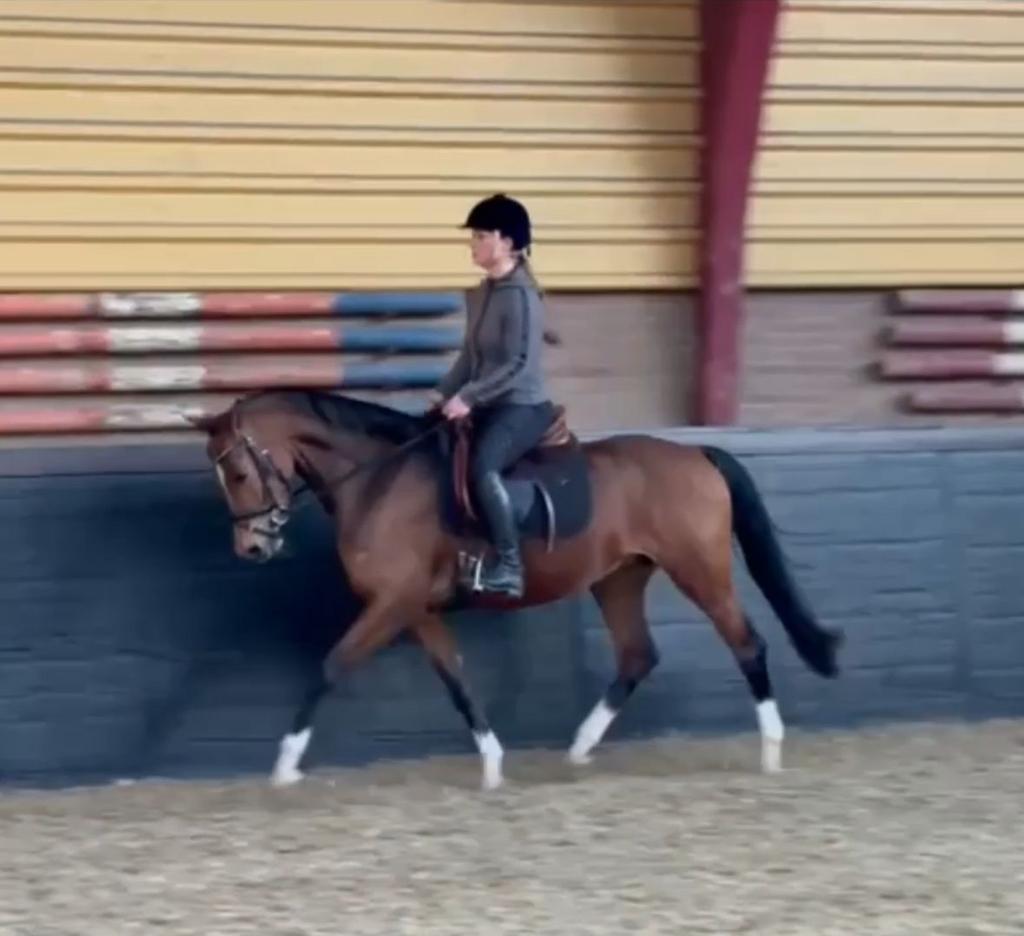 Welsh nwr merrie, Dieren en Toebehoren, Pony's, Met stamboom, Dressuurpony, 7 tot 10 jaar, Merrie