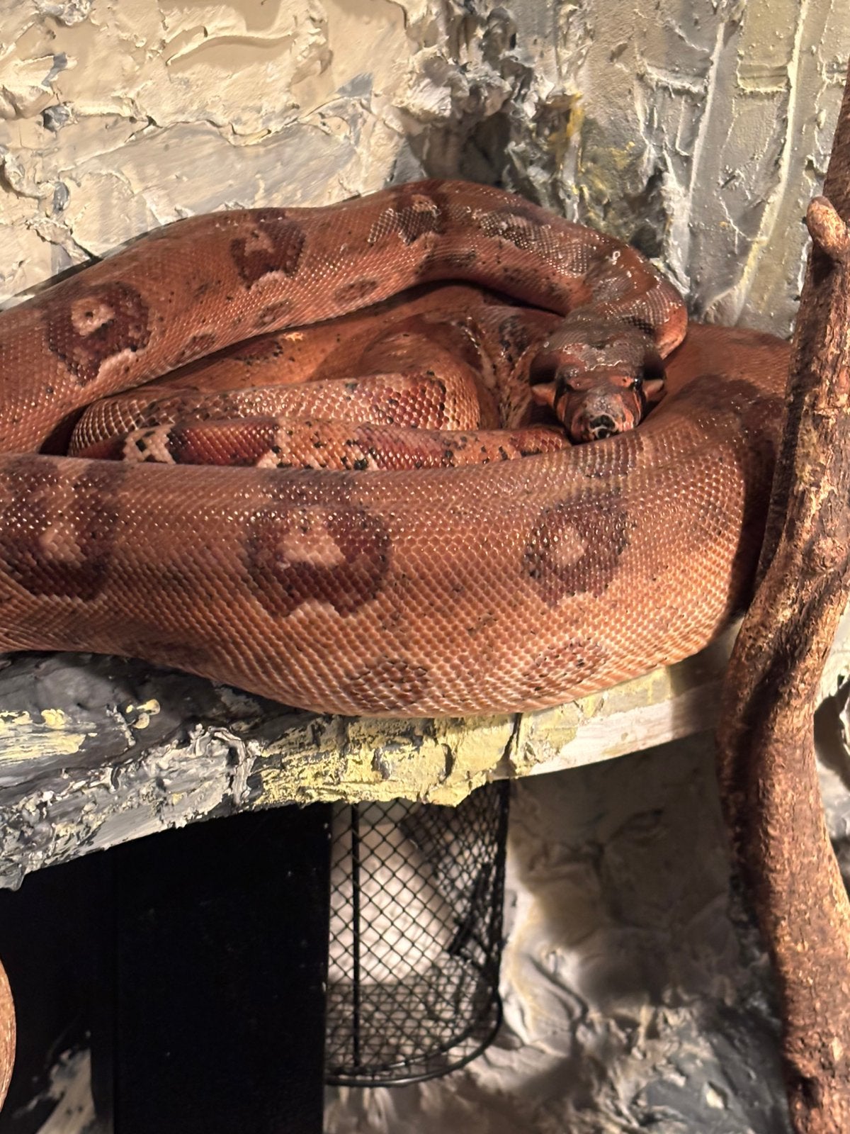 Boa constrictor hypo leopard 50% albino kahl vrouw, Dieren en Toebehoren, Reptielen en Amfibieën, Slang, 0 tot 2 jaar