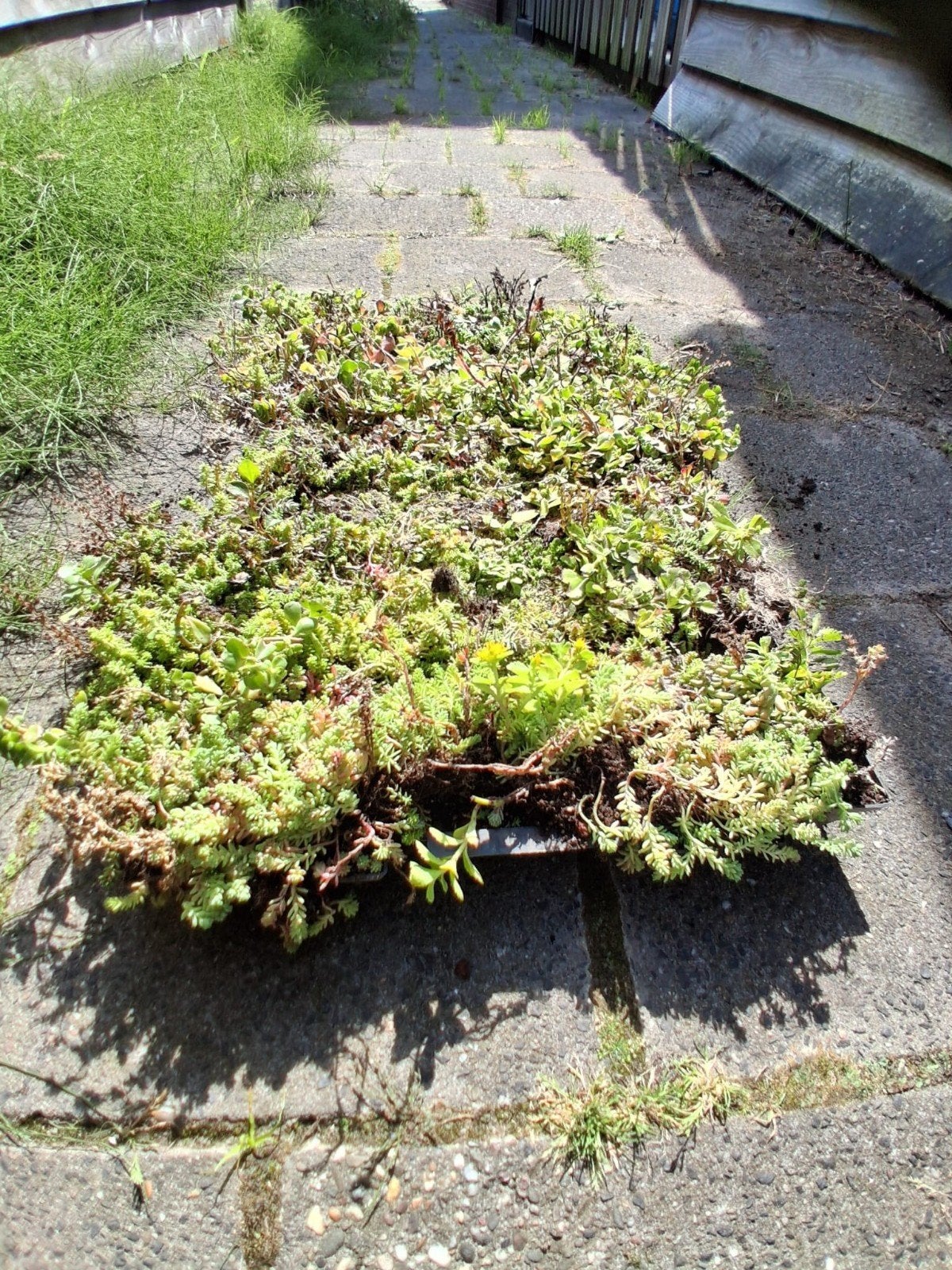 19x Sedum Dak Cassettes 40x60 cm voor Groen Dak, Ophalen, Bodembedekkers, Volle zon, Vaste plant