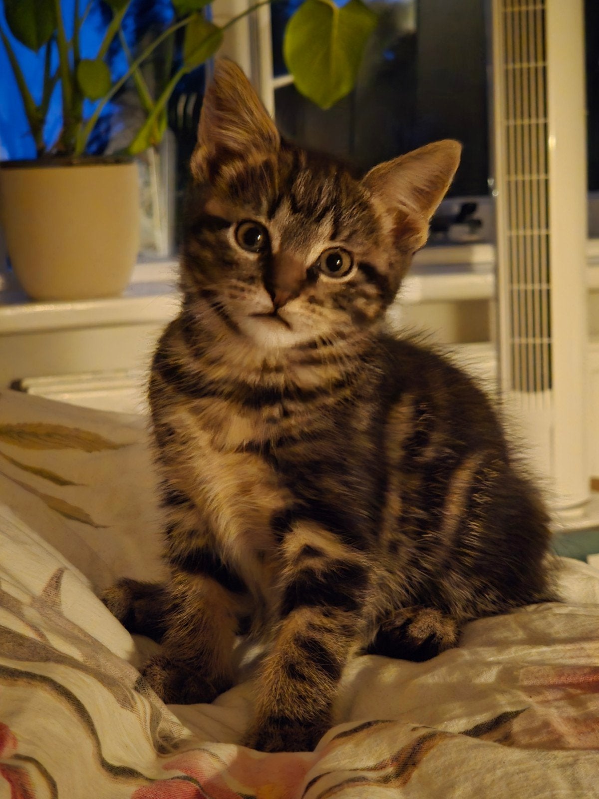 Halve Maine Coon kittens, Dieren en Toebehoren, Katten en Kittens | Raskatten | Langhaar, Meerdere dieren, Ontwormd, 0 tot 2 jaar