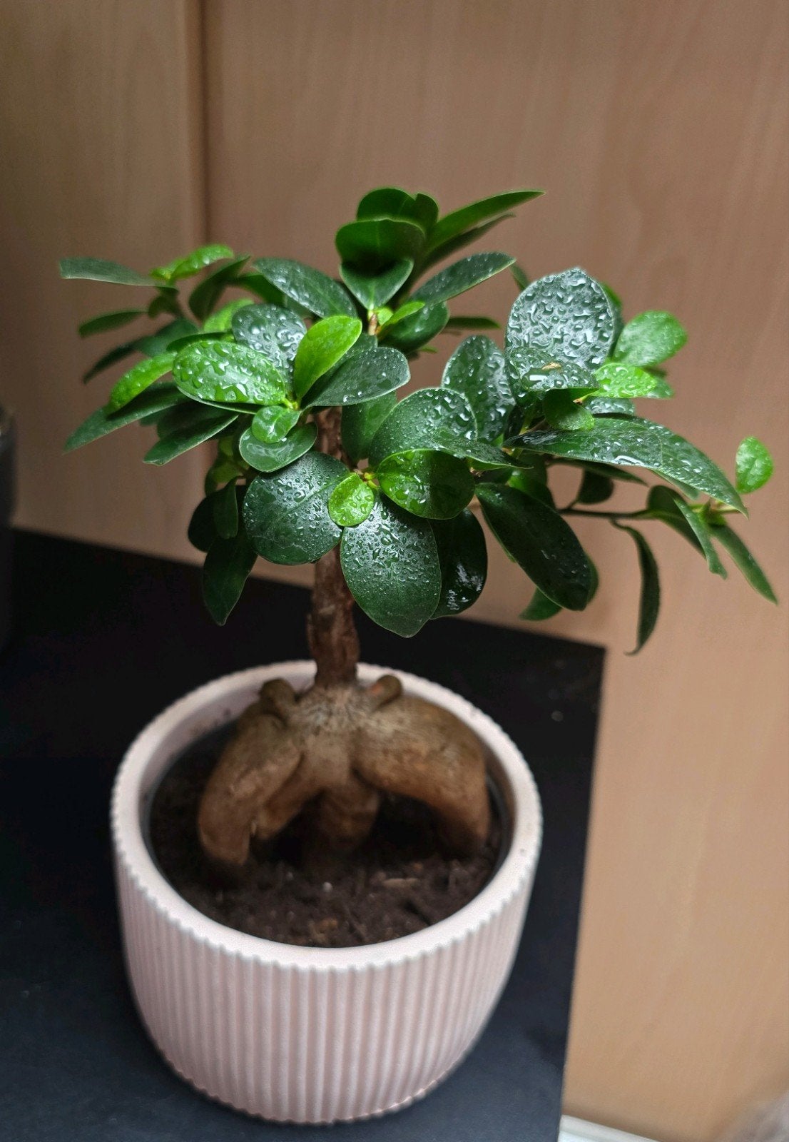 Ficus Ginseng Bonsai - Gezond en Makkelijk te Verzorgen, Ophalen, Zo goed als nieuw