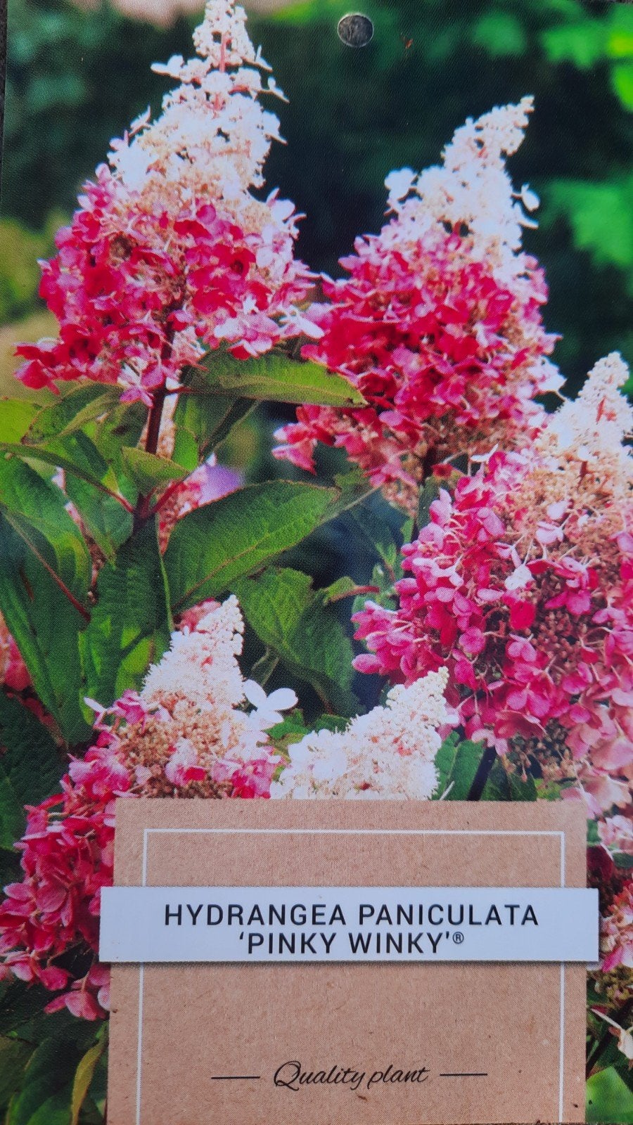 Hortensia Hydrangea paniculata 'Pinky Winky' 🌿🍁, Ophalen, Overige soorten, Halfschaduw