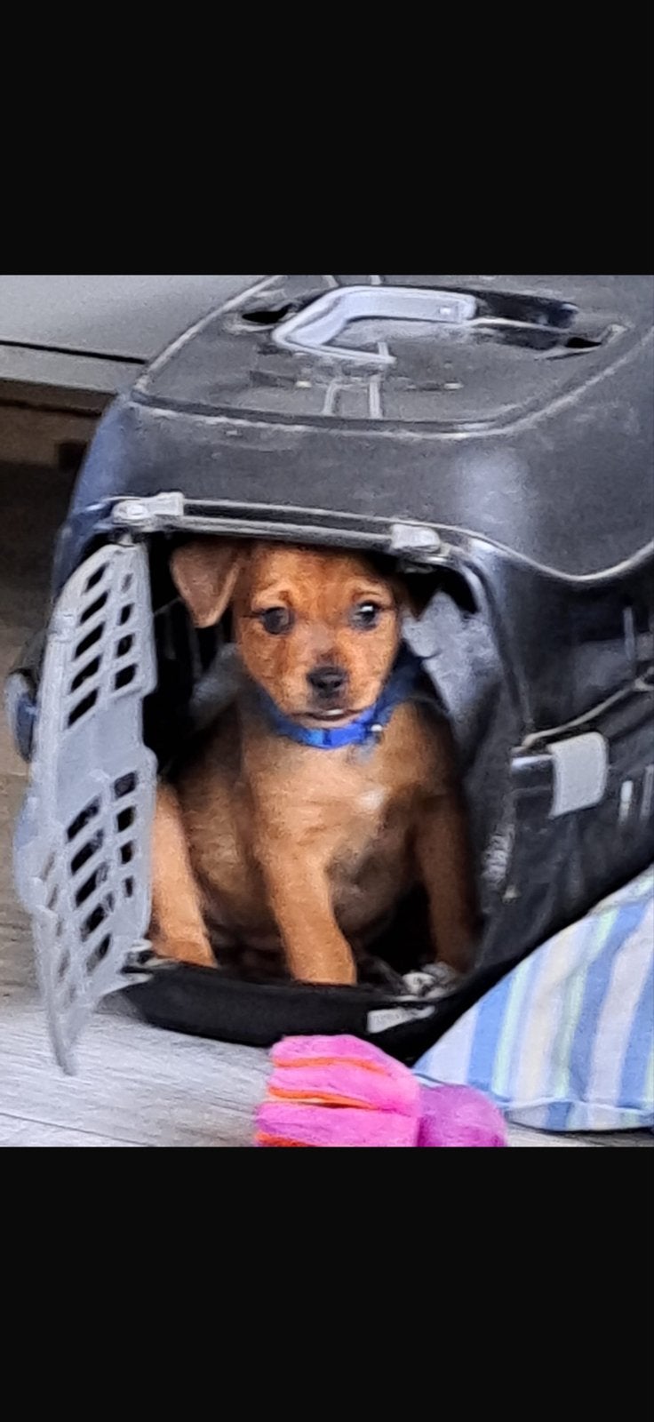 Mopshondje/ jackrussel puppy, Reu, 8 tot 15 weken, Eén hond, Klein