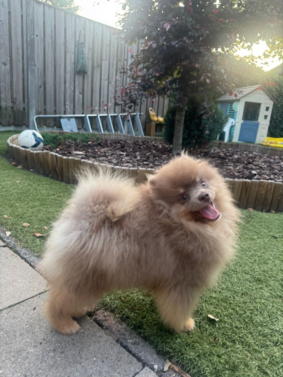 Pomeriaan pup reu, Dieren en Toebehoren, Parvo, Particulier, Keeshond, 15 weken tot 1 jaar