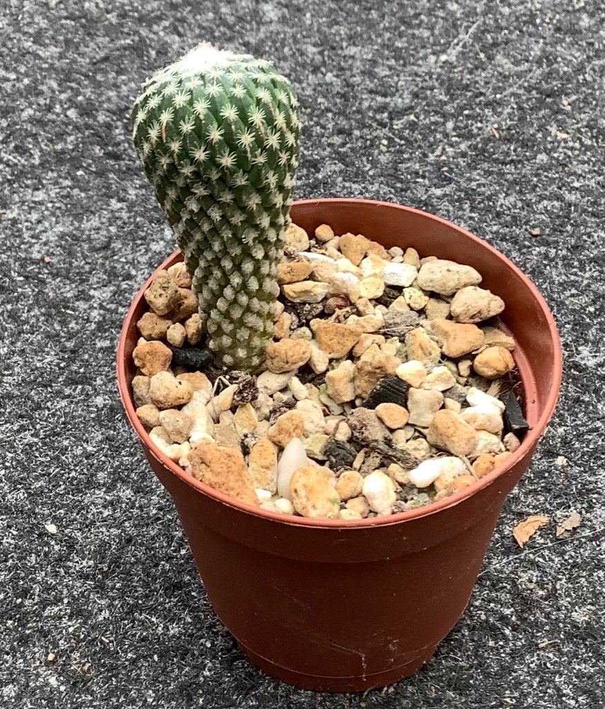 Cactus, Encephalocarpus, Huis en Inrichting, Kamerplanten, Ophalen of Verzenden, Cactus, Volle zon, Minder dan 100 cm