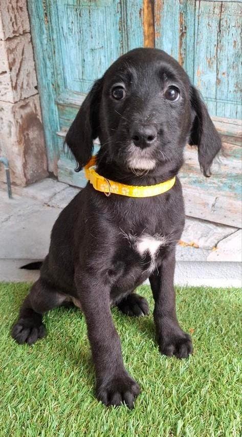 Leuk, super gezond doodle nestje (boerenfox x koningspoedel), Dieren en Toebehoren, Parvo, Overige rassen, 8 tot 15 weken, Meerdere