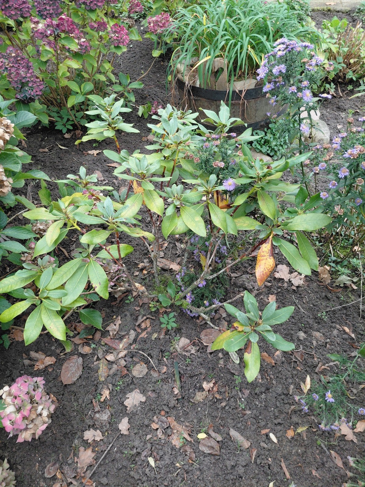 Gratis af te halen Rododendron planten., Tuin en Terras, Ophalen, Overige soorten, Minder dan 100 cm
