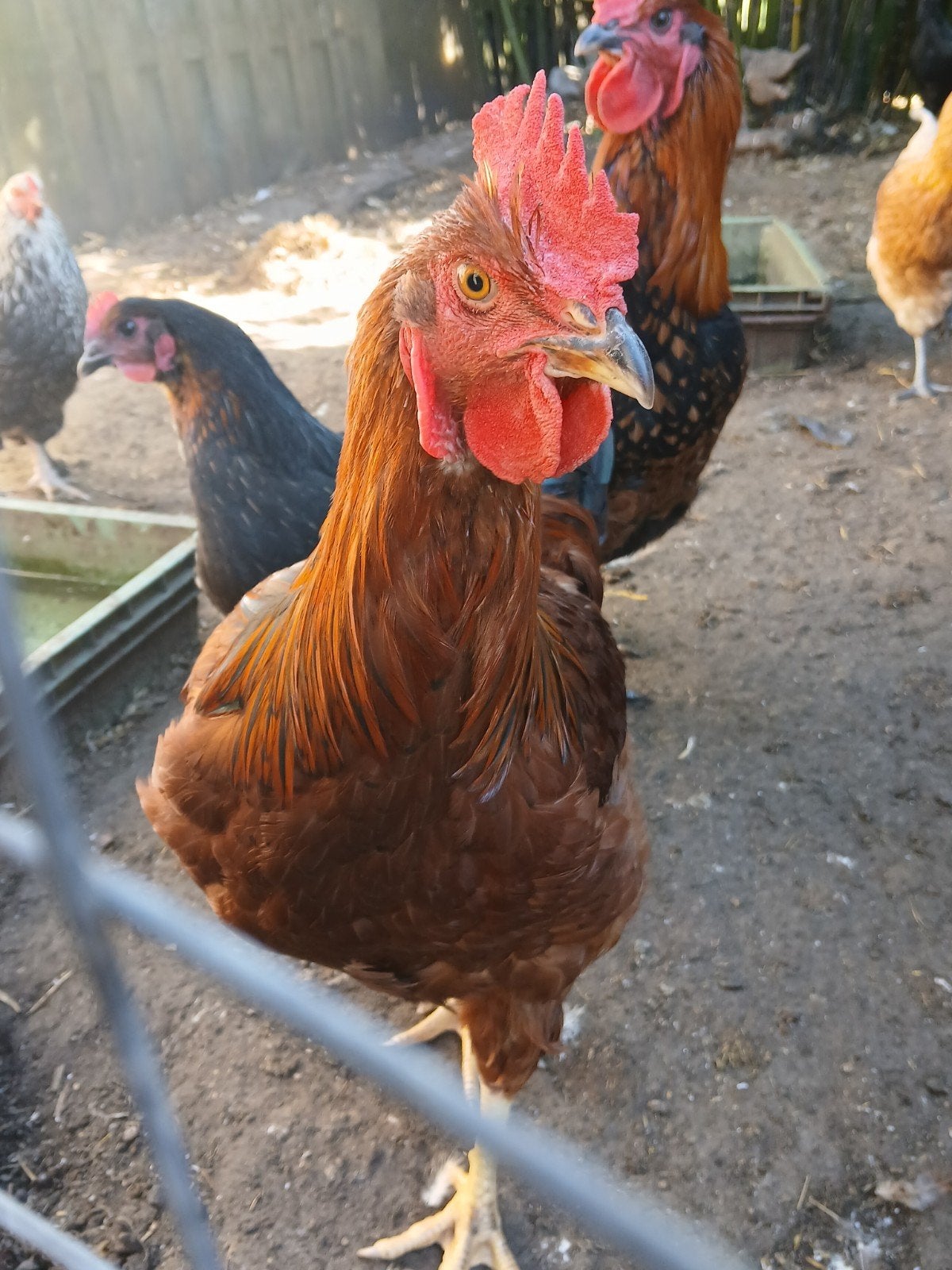 mooie rode jonge haan, Dieren en Toebehoren, Mannelijk, Kip