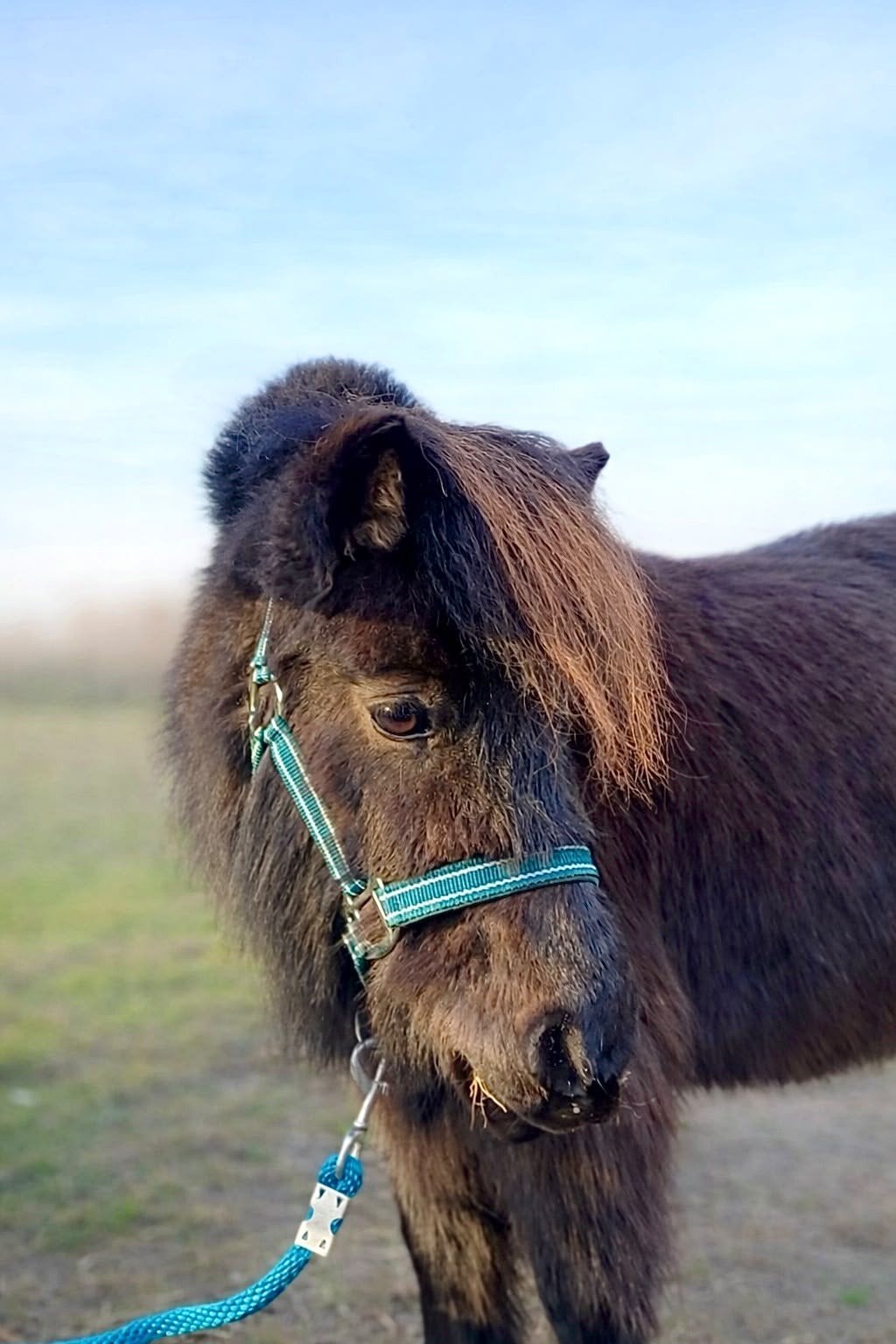 GEZOCHT, plekje voor lieve shetlander, Dieren en Toebehoren, Weidegang, 1 paard of pony