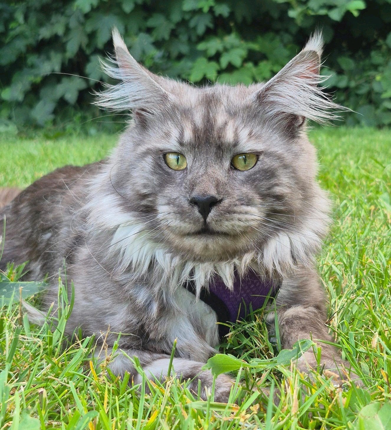Kampioen maine coon dekkater met stamboom volledig getest, Kater, Met stamboom, 0 tot 2 jaar