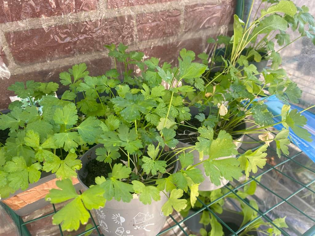 Verse Peterselie Planten - Ideaal voor uw Keuken, Ophalen, Halfschaduw, Kruiden, Bloeit niet