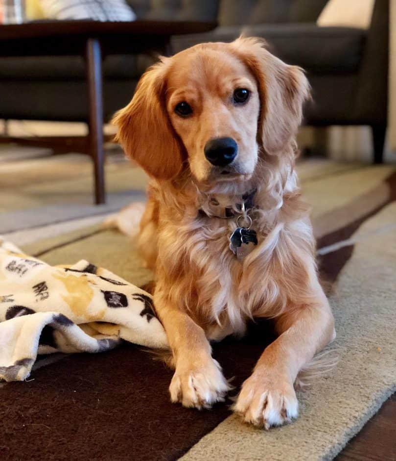 GEZOCHT! Golden cocker retriever -, Dieren en Toebehoren, Golden retriever, 8 tot 15 weken, Meerdere dieren, Eén hond
