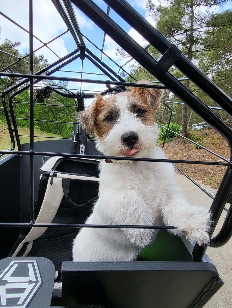 Ter dekking aangeboden | Cosmo, Jack Russel + Stamboom |, Dieren en Toebehoren, Honden | Dekreuen, Rabiës (hondsdolheid), Reu