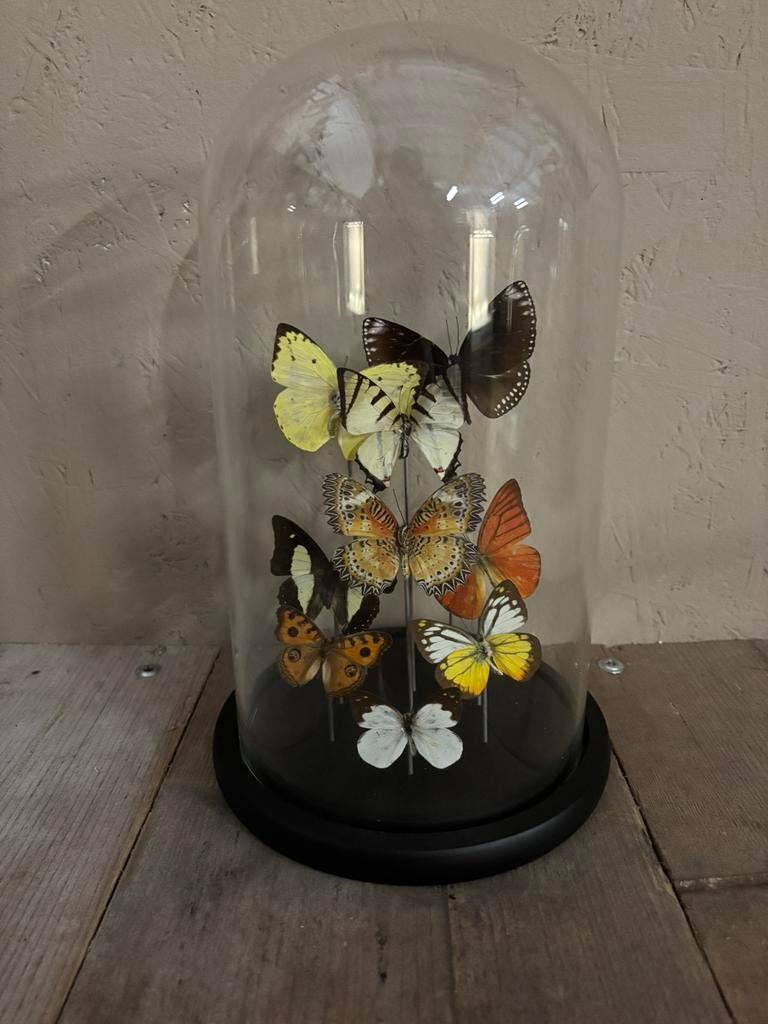 Mooie stolp met diverse opgezette vlinders, Verzamelen, Dierenverzamelingen, Nieuw, Opgezet dier, Insect, Ophalen of Verzenden