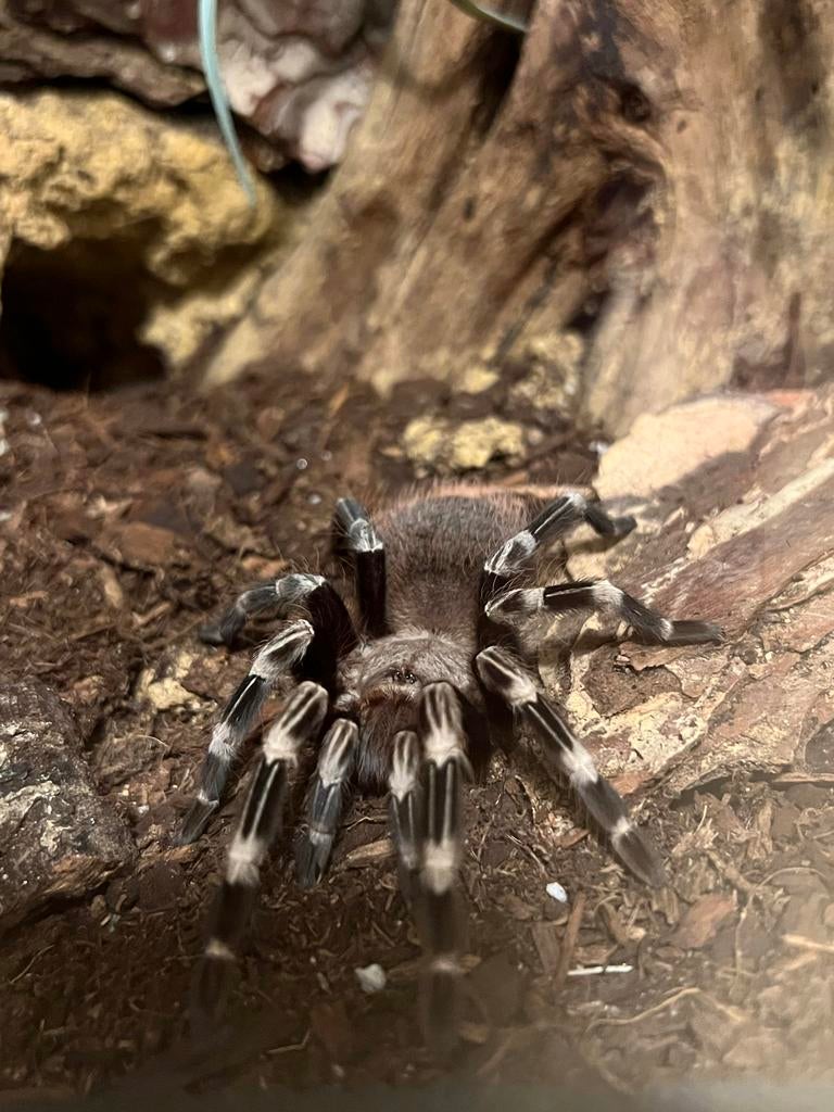 N.chromatus (Brazilian Red and White), Dieren en Toebehoren, Spin of Schorpioen