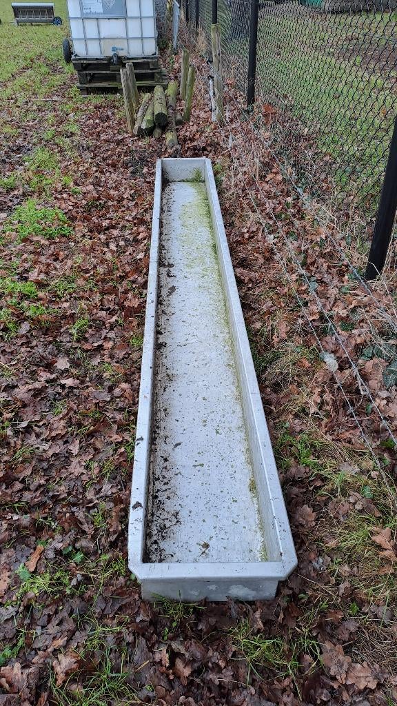 Ontsmettingsbak voor schapen geiten, Vrouwelijk, Schaap