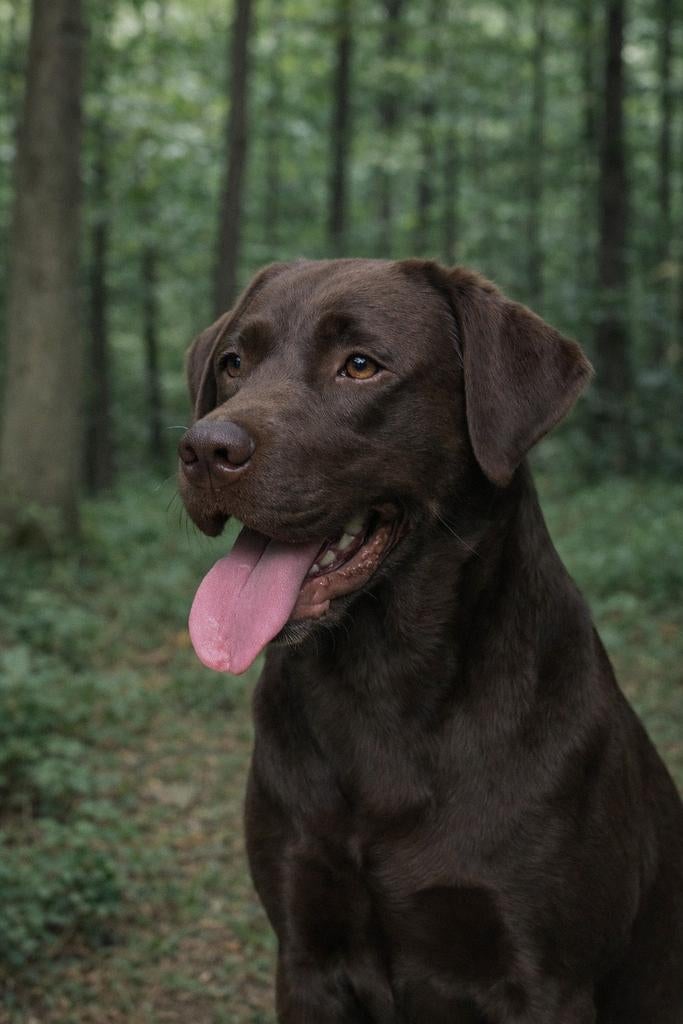 Prachtige bruine Labrador dekreu (HD ED vrij getest), Reu, 1 tot 2 jaar, Parvo, Eén hond