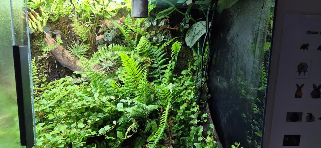 Prachtige stekjes van mooie paludarium planten €10 per 7 ..., Dieren en Toebehoren, Reptielen en Amfibieën | Toebehoren, Verzenden