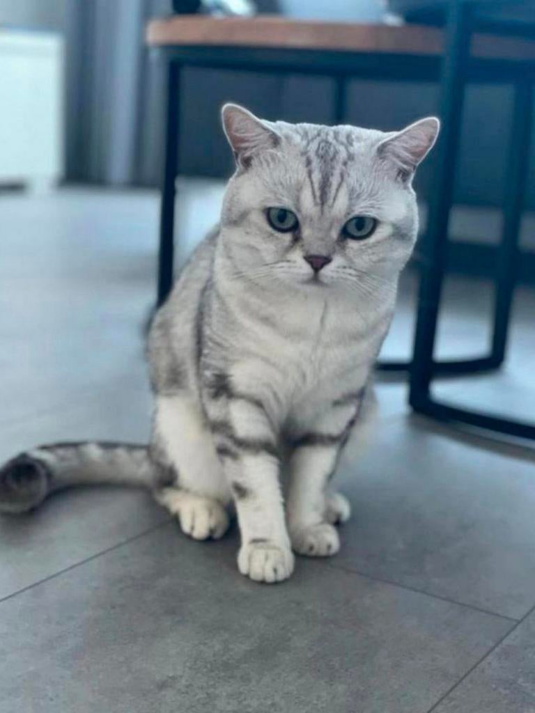 Britse Korthaar BlackSilver Blotched Dekkater Stamboom, 3 tot 5 jaar