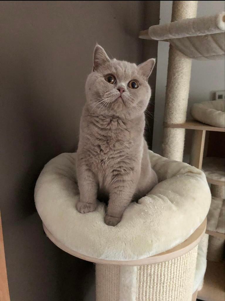 Britse korthaar fawn dekkater met stamboom, Dieren en Toebehoren