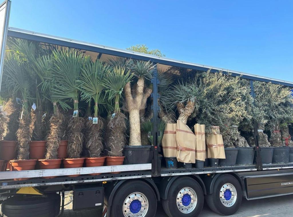 Olijfboom, Vijgenboom,Palmboom, Bamboe, Leiboom kopen, Tuin en Terras, Planten | Bomen, Bloeit niet, Leiboom, Ophalen of Verzenden