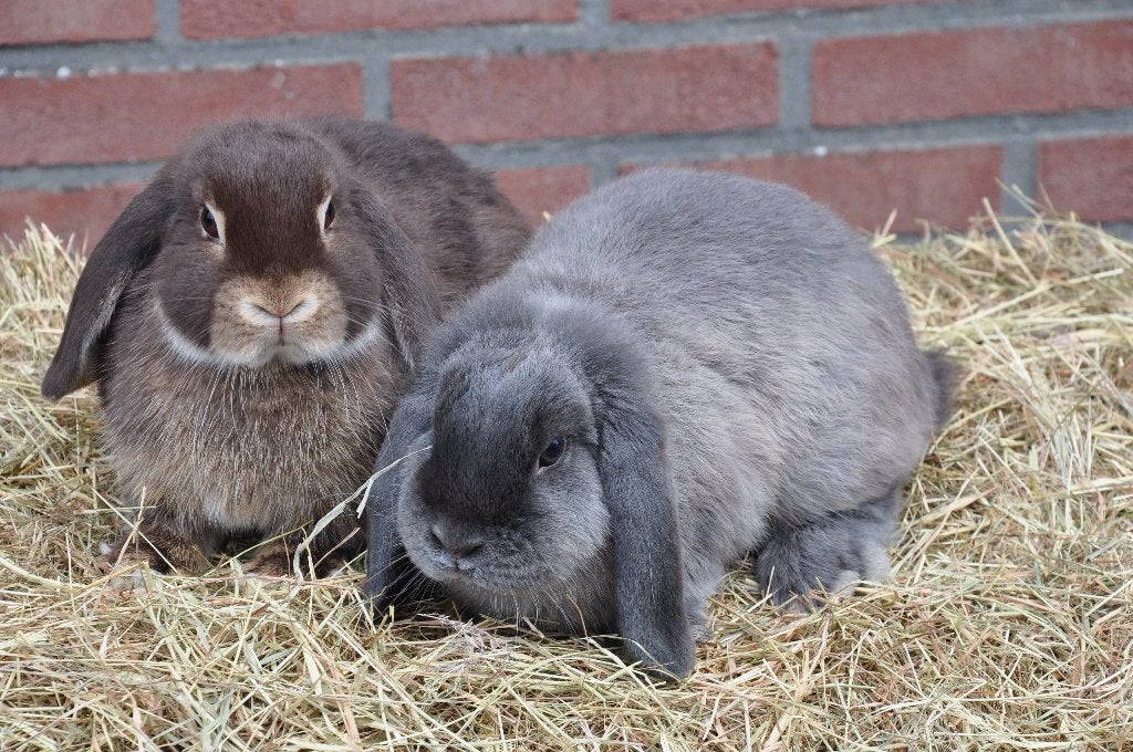 Jonge nederlandse hangoor dwerg voedsters konijn NHD, Dieren en Toebehoren, Konijnen, Vrouwelijk, Dwerg, Hangoor, 0 tot 2 jaar