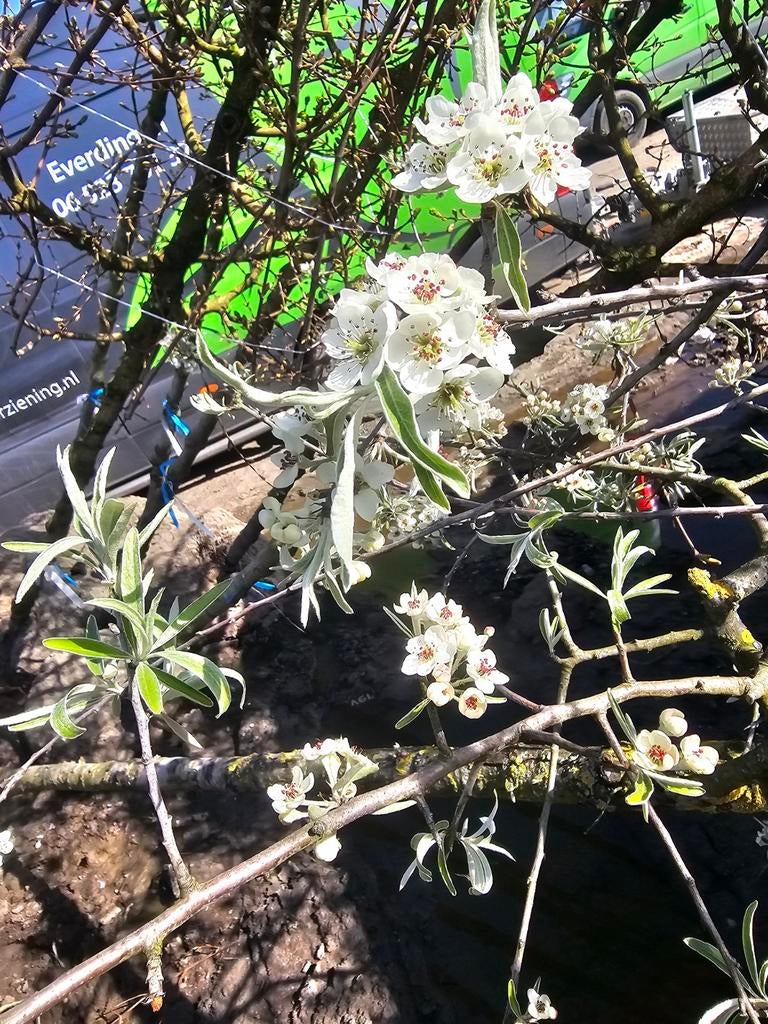 Bomen en heesters, Tuin en Terras, Volle zon, Vaste plant, Ophalen of Verzenden, Klimplanten