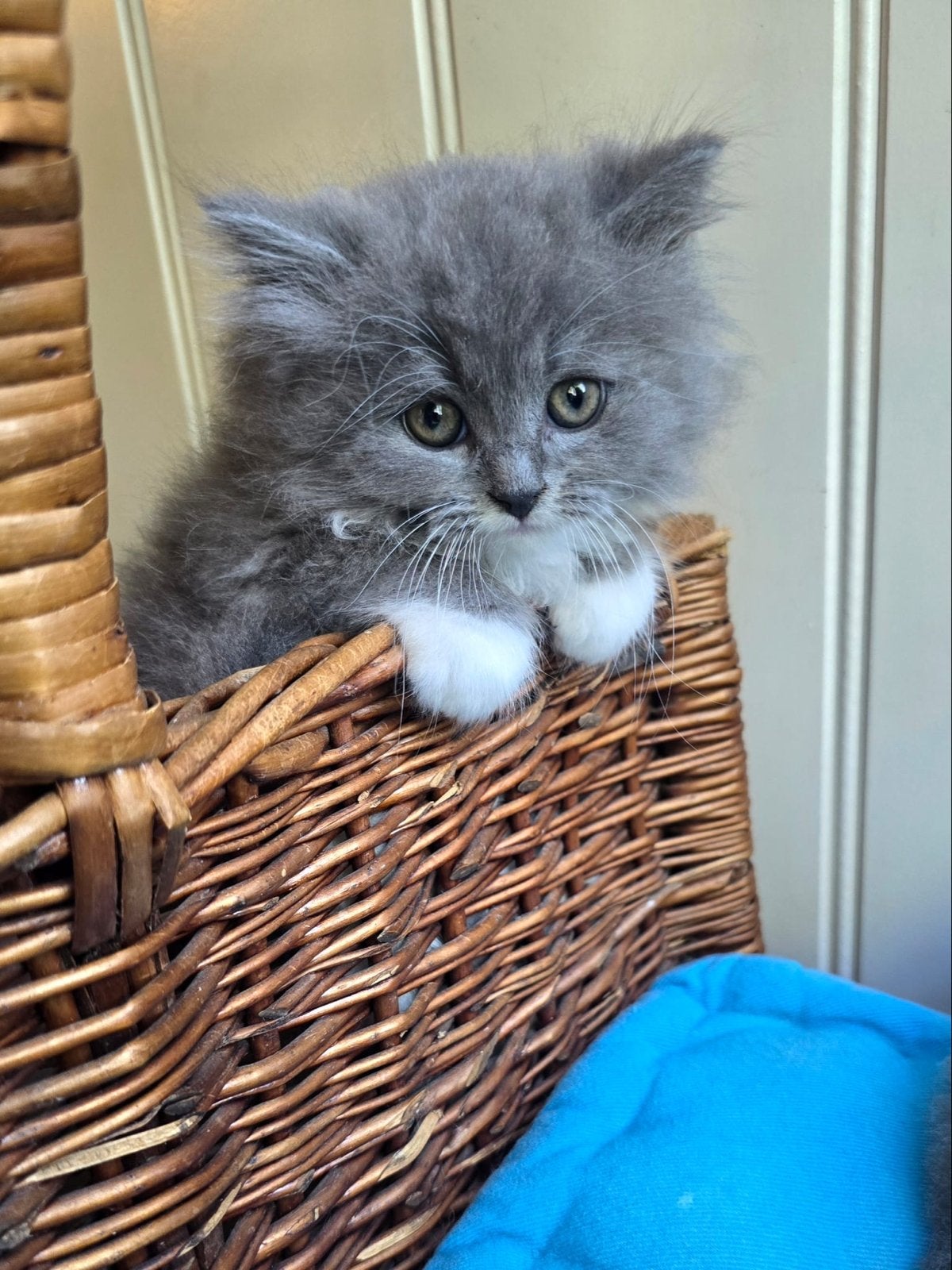 Prachtige Ragdoll kitten!, Kater, Ontwormd, 0 tot 2 jaar