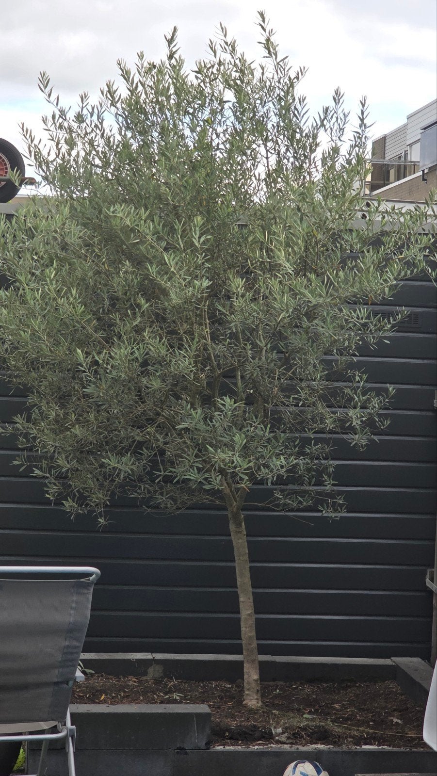 mooie grote olijfboom, Tuin en Terras, Ophalen, Vaste plant, Overige soorten, Halfschaduw