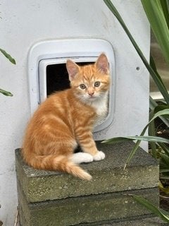 kittens 10 weken oud, Dieren en Toebehoren, Katten en Kittens | Raskatten | Korthaar, Meerdere dieren, 0 tot 2 jaar