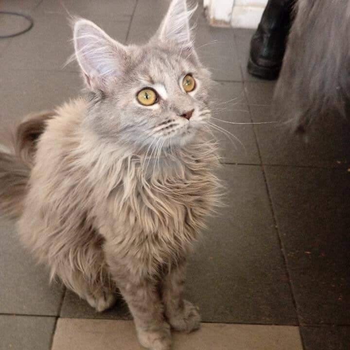 maine coon kittens, Meerdere dieren, Ontwormd, 0 tot 2 jaar