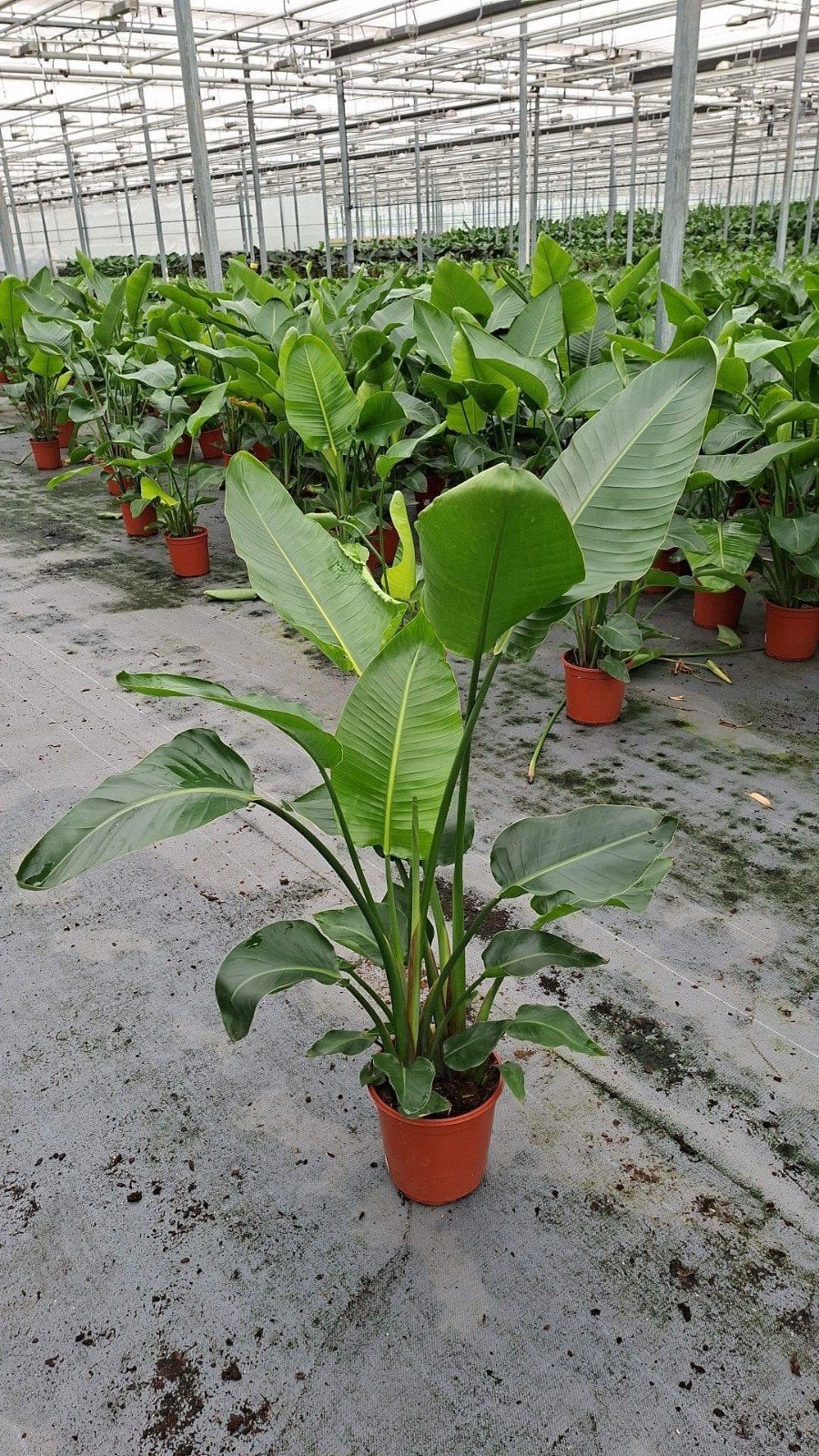 Strelitzia Nicolai p24, hoogte 140cm, Ophalen, 100 tot 150 cm, Overige soorten, Halfschaduw