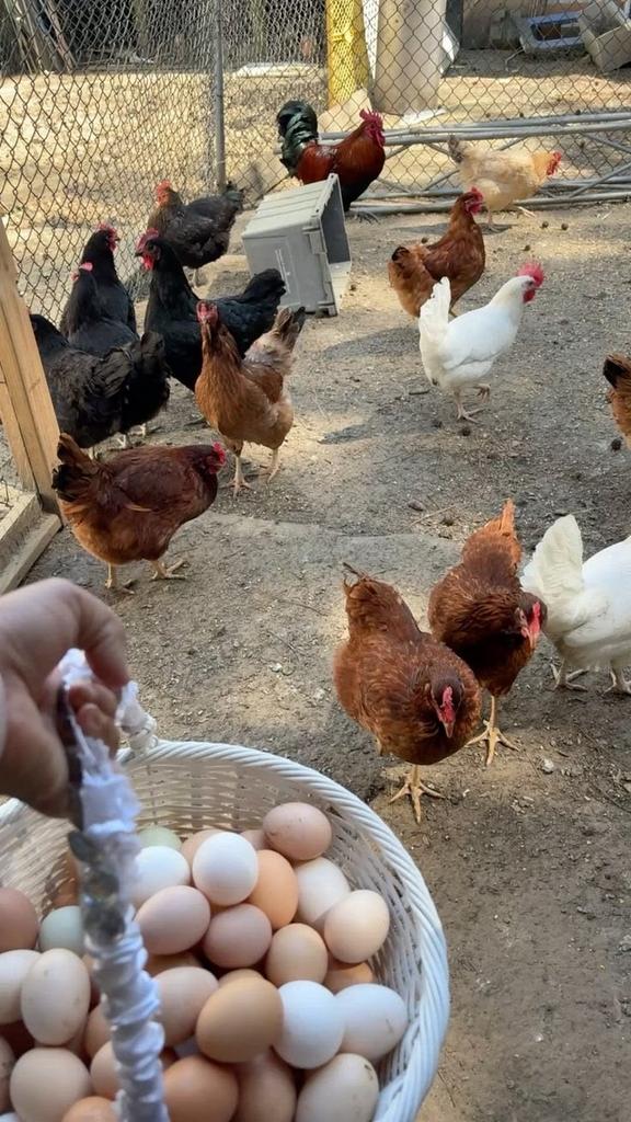 legkippen, Dieren en Toebehoren, Pluimvee, Vrouwelijk, Kip