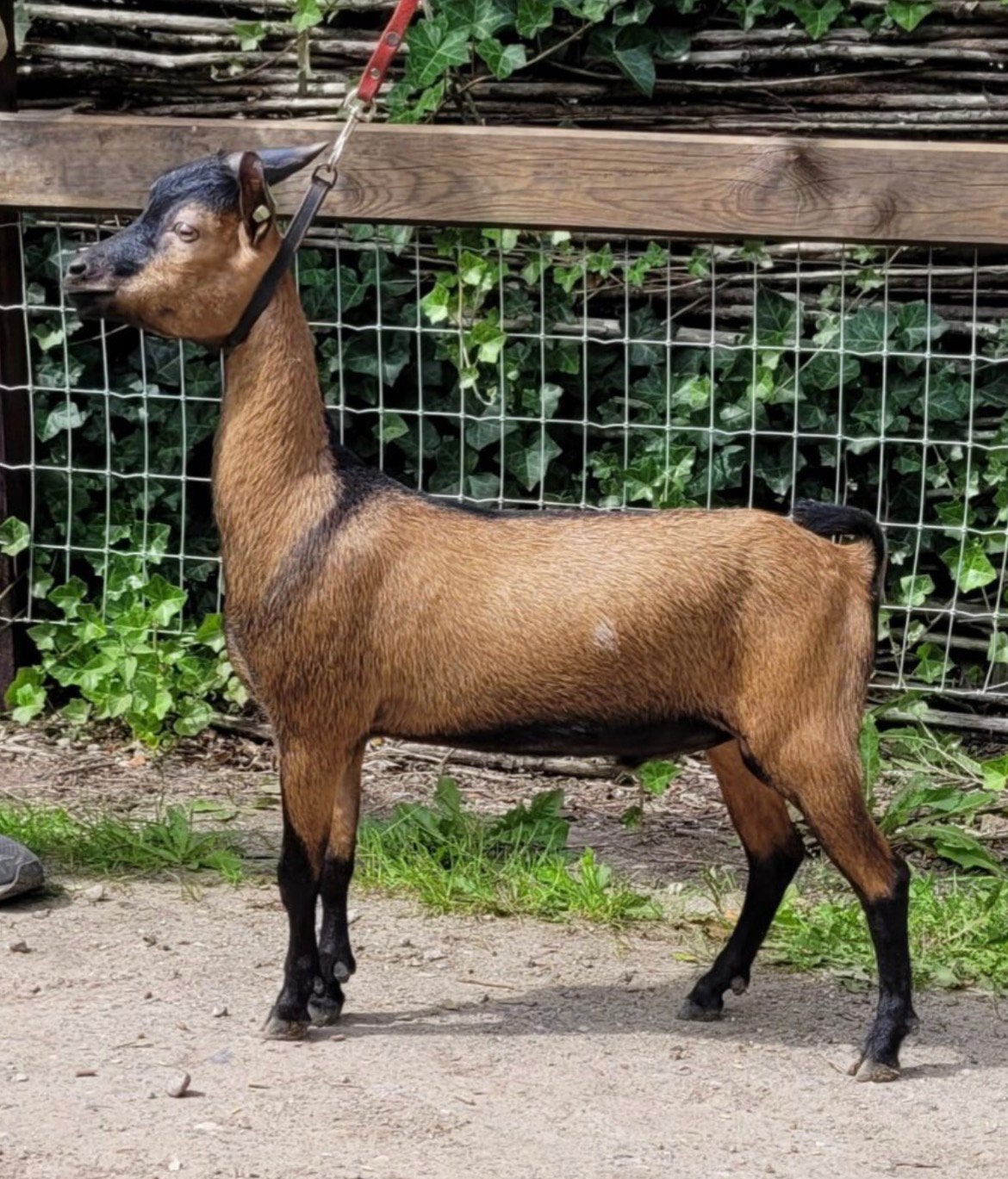 Te koop kampioens bokje Boris, Dieren en Toebehoren, Mannelijk, Geit