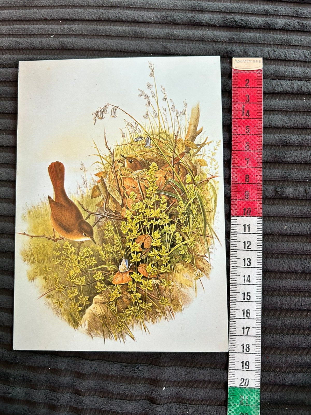 Leuke wenskaart illustr vogels op nest John Gould, Ophalen of Verzenden, Zo goed als nieuw