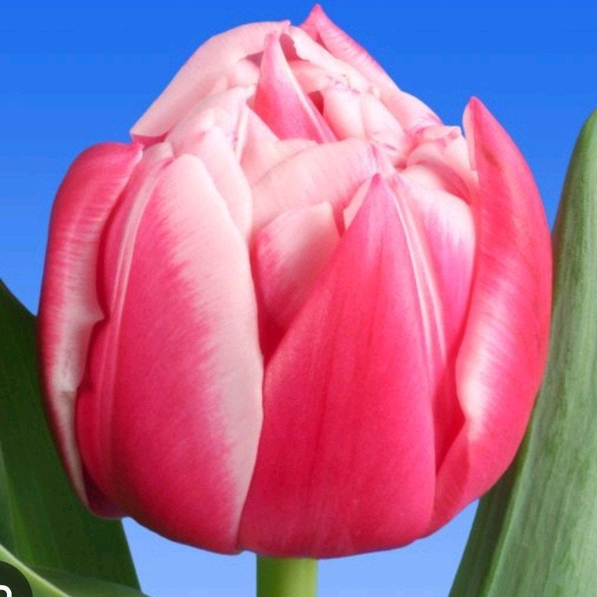 Tulp 'Columbus', Eén persoon
