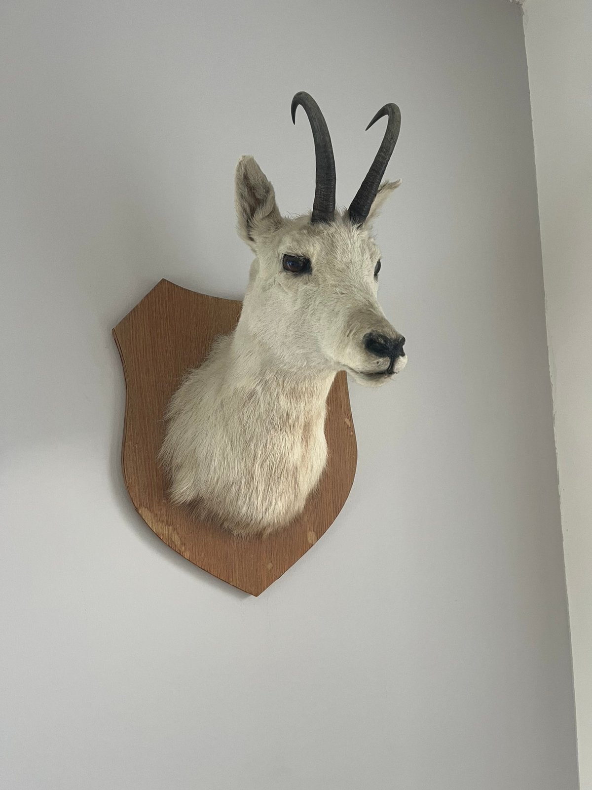 Opgezette gems / gemzenkop – taxidermie – wanddecoratie, Ophalen, Zo goed als nieuw, Opgezet dier
