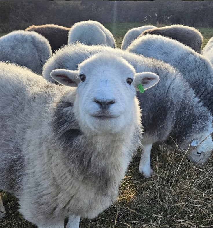 Herdwick schapen, Meerdere dieren, Schaap, 0 tot 2 jaar
