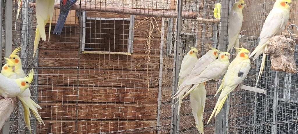 Lutino ( wit met oranje wangvlek) Valkparkieten, Dieren en Toebehoren, Vogels | Parkieten en Papegaaien, Meerdere dieren, Parkiet