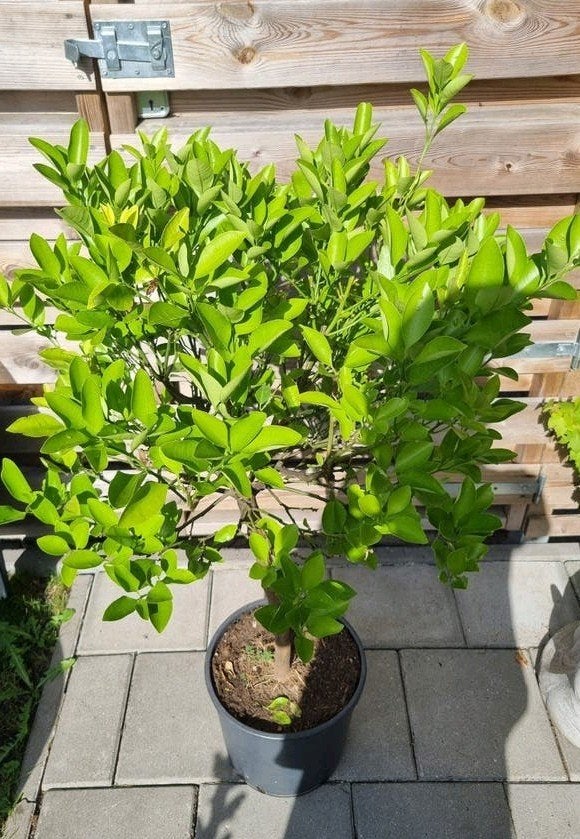Calamondino citrus boompje (100cm hoog), Ophalen, Minder dan 100 cm, Overige soorten, Zomer