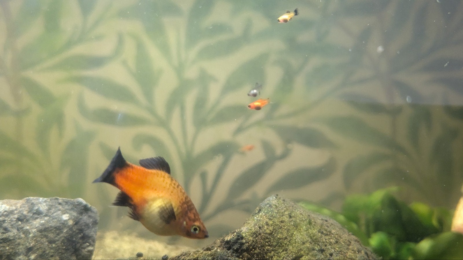 gratis Platy's, Dieren en Toebehoren, Vis, Zoetwatervis