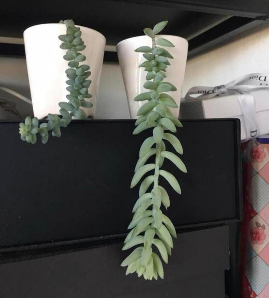 bio Ezelstaartjes baby’s blauw Sedum Morganianum Burrito, Ophalen of Verzenden, Volle zon, Minder dan 100 cm