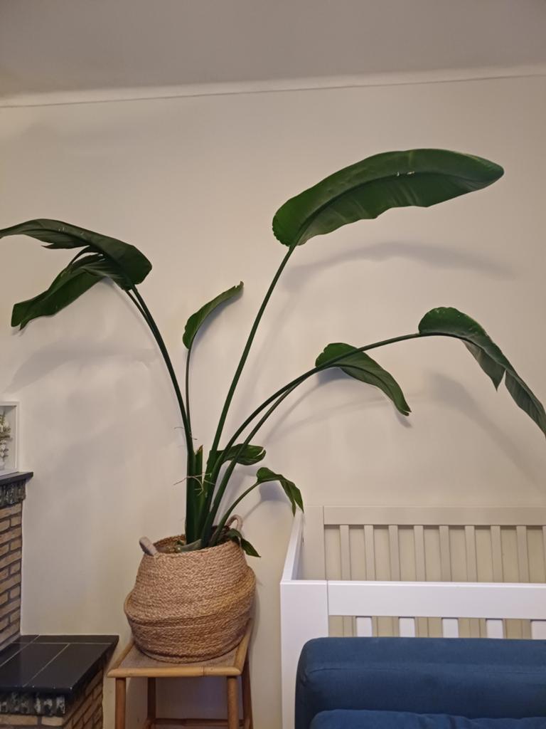 Strelitzia inclusief pot, Ophalen of Verzenden