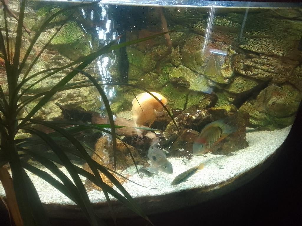 Aquarium juwel hoek, Ophalen, Gebruikt, Gevuld zoetwateraquarium, Verwarming