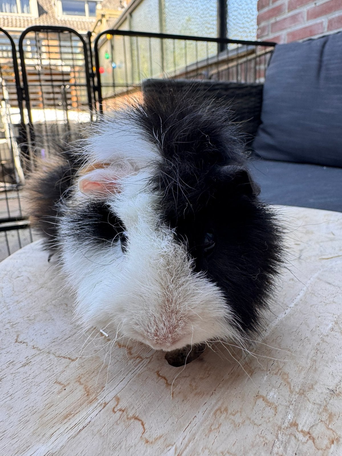 Mooie cavia zoekt een huisje, Dieren en Toebehoren, Juni, Mannelijk, Cavia