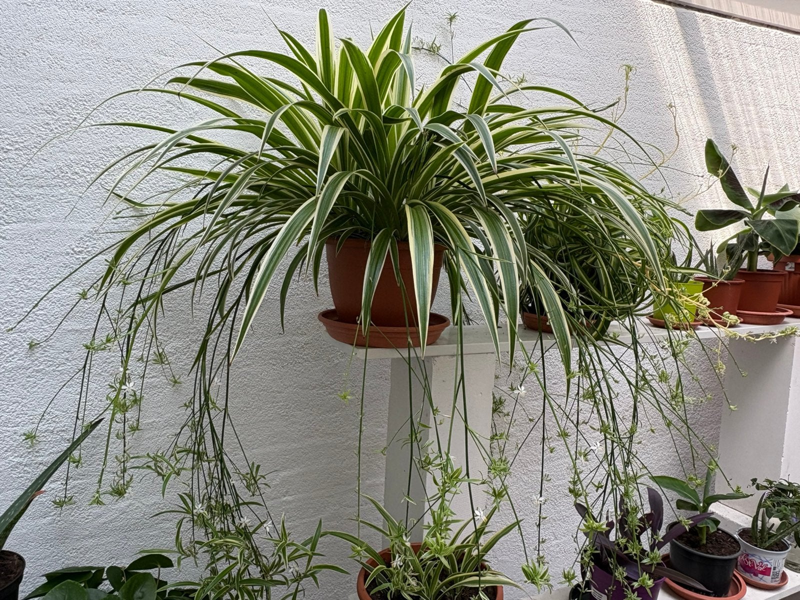 Super grote graslelie met erg veel kleintjes, Huis en Inrichting, Kamerplanten, Ophalen, Halfschaduw, Minder dan 100 cm
