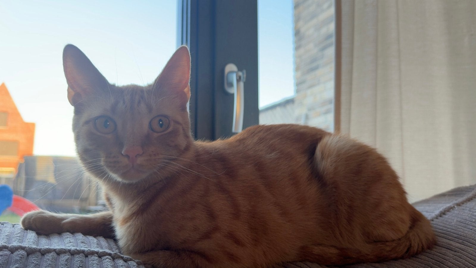 Rode europese korthaar kat (poes 1 jaar), Poes, Kortharig, 0 tot 2 jaar