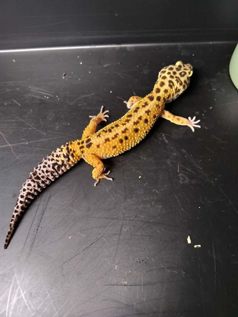 1.1 luipaardgekko Leopard Gecko photo 2