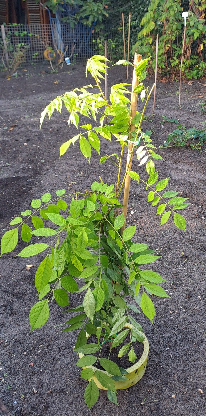 Blauwe regen;  Wisteria sinensis,, Ophalen, Vaste plant, Klimplanten